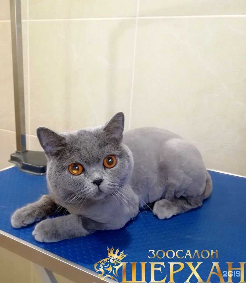 Отзывы на компанию Шерхан в г. Рязань c фото