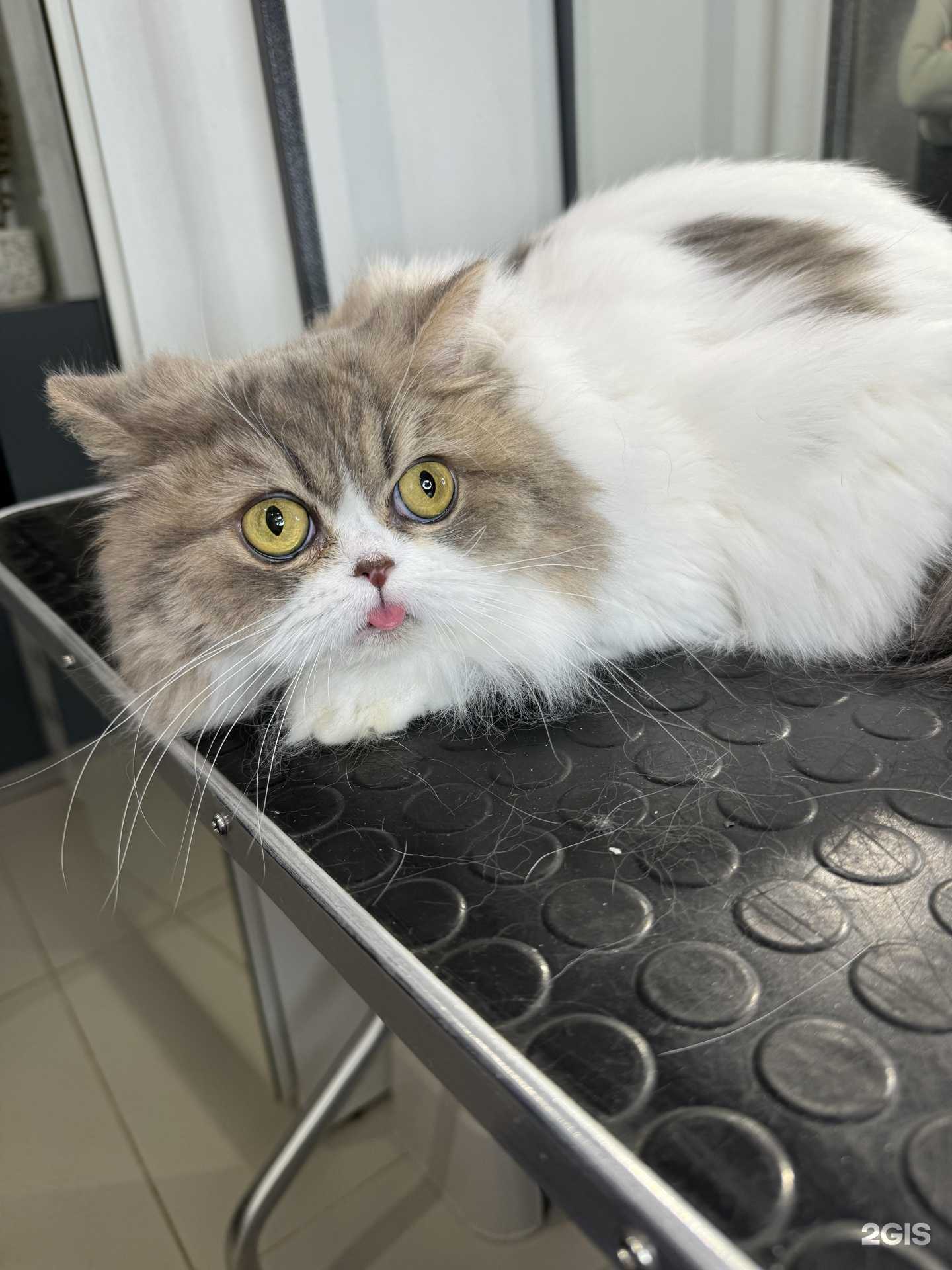 Отзывы на компанию Кошечки&Собачки в г. Барнаул c фото