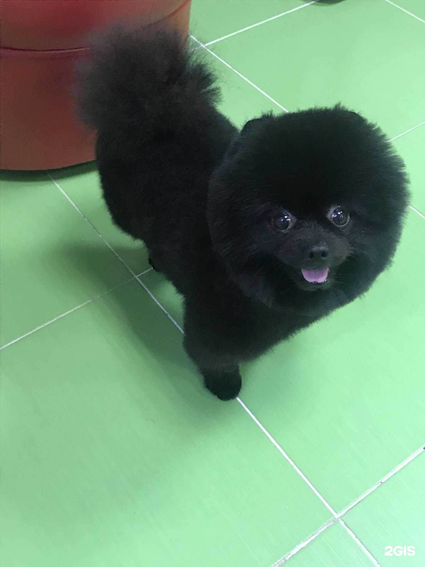 Отзывы на компанию Пушистый хвост в Сочи c фото