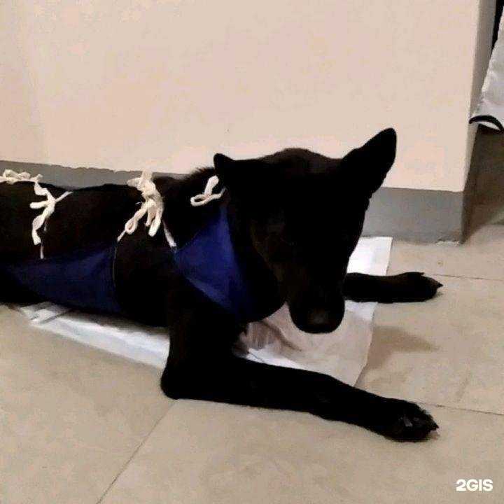 Отзывы на компанию Ветеринарная клиника в Краснодаре c фото