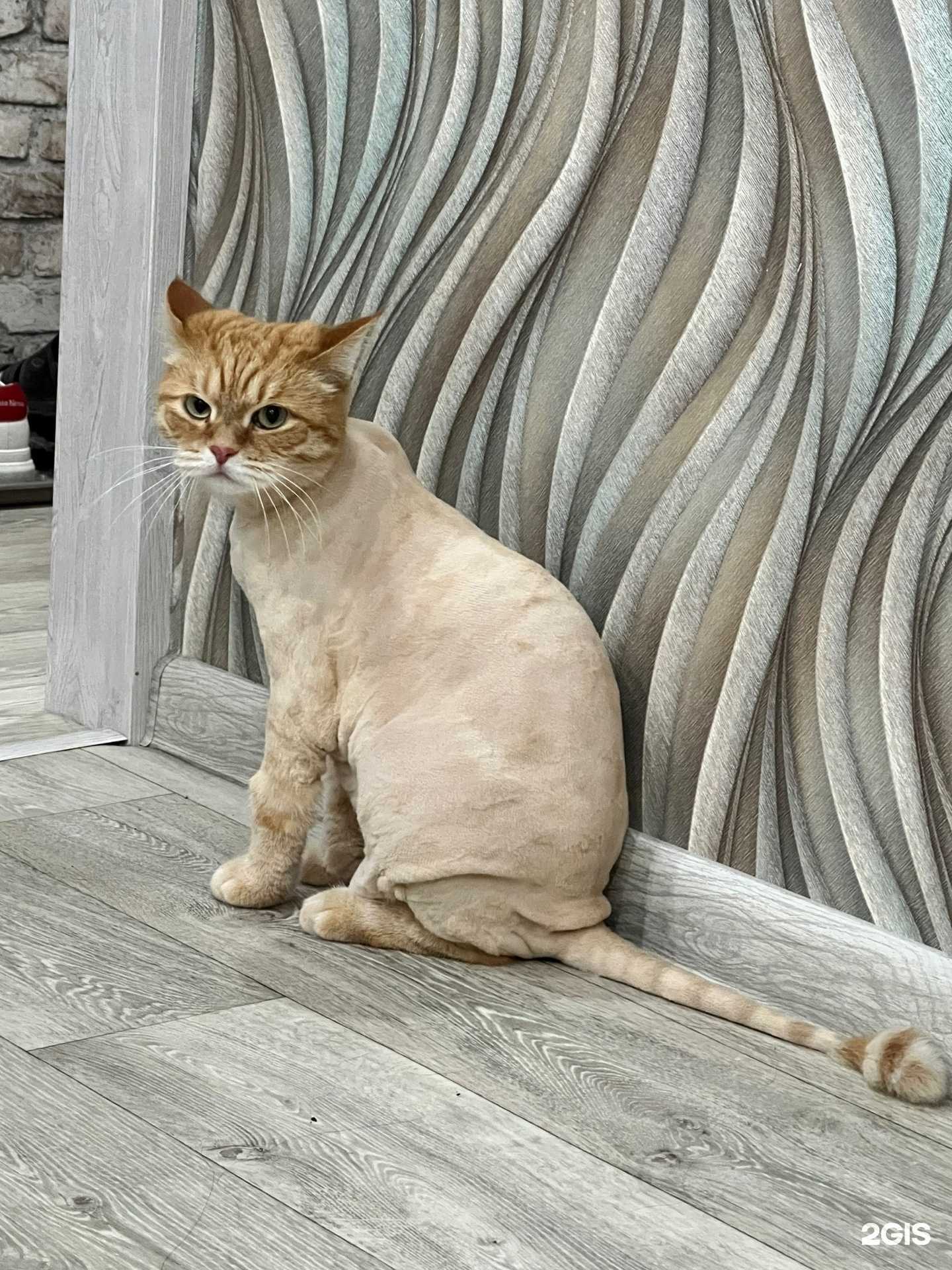 Отзывы на компанию Время груминга в г. Тюмень c фото