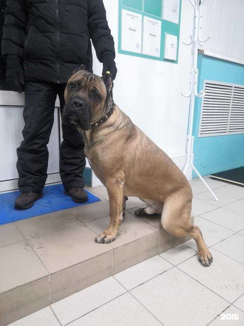 Отзывы на компанию VetDoc в г. Тула c фото