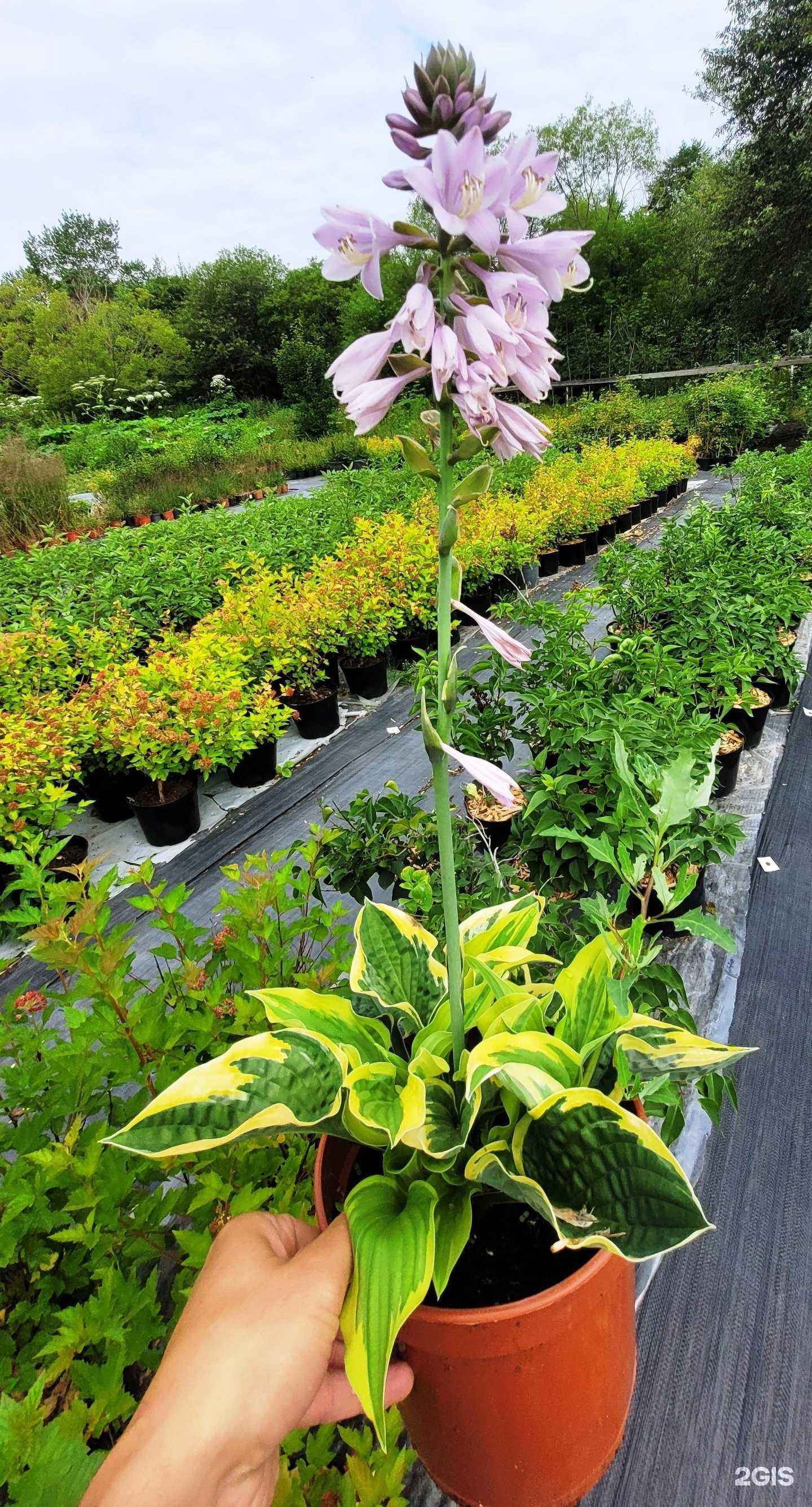 Отзывы на компанию Магнолия Парк в Южно-Сахалинске c фото