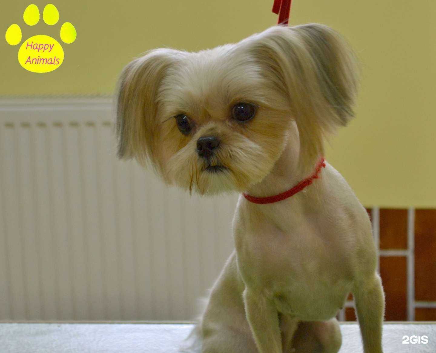 Отзывы на компанию Happy Animals в г. Тверь c фото