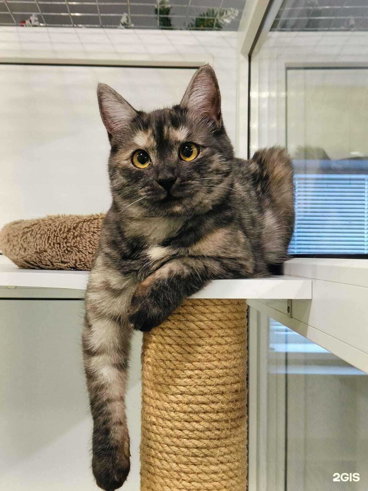 Отзывы на компанию Баловень в г. Ульяновск c фото