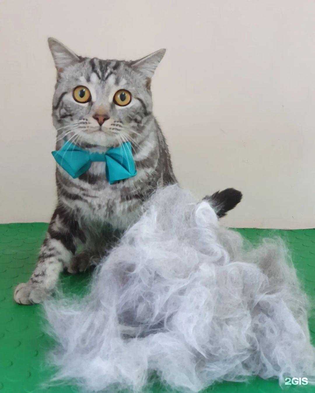 Отзывы на компанию Santa в Волгограде c фото