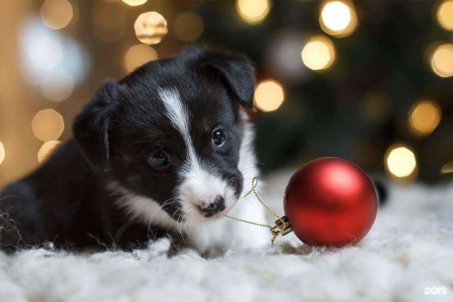 Отзывы на компанию Раденис в Солнечногорске c фото