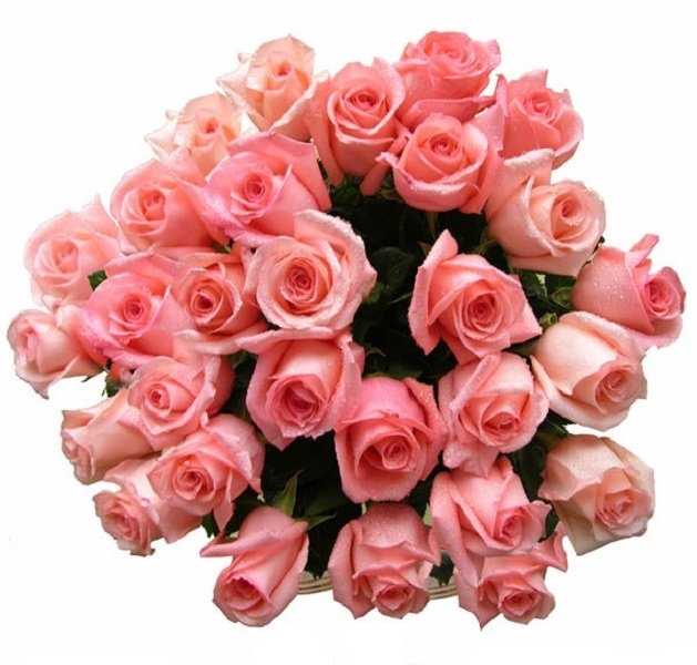 Отзывы на компанию Дикая орхидея в г. Кострома c фото