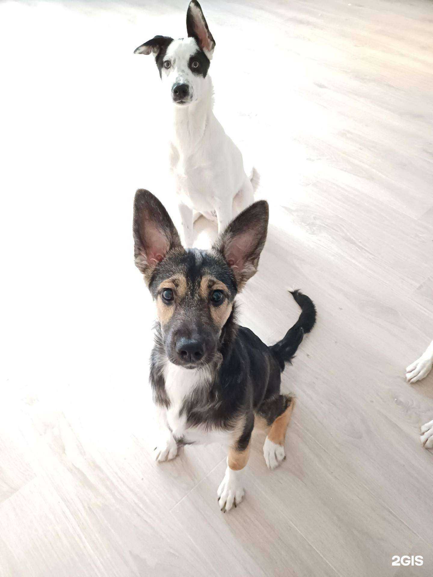 Отзывы на компанию Пушистая в г. Ижевск c фото