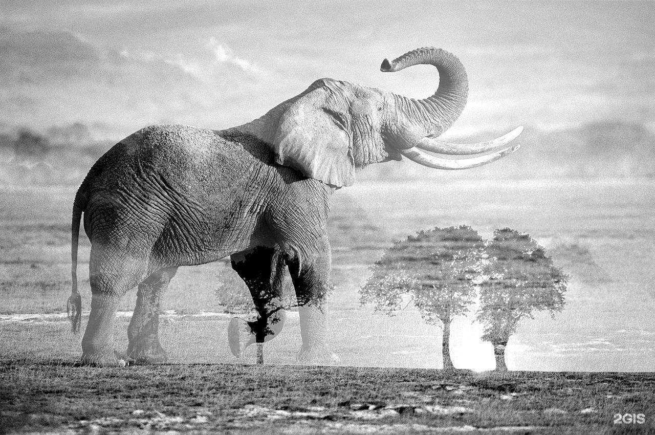 Отзывы на компанию Рыжий Кот в г. Новосибирск c фото