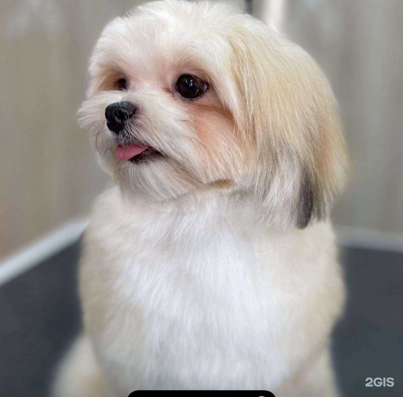 Отзывы на компанию Barberdog в г. Омск c фото