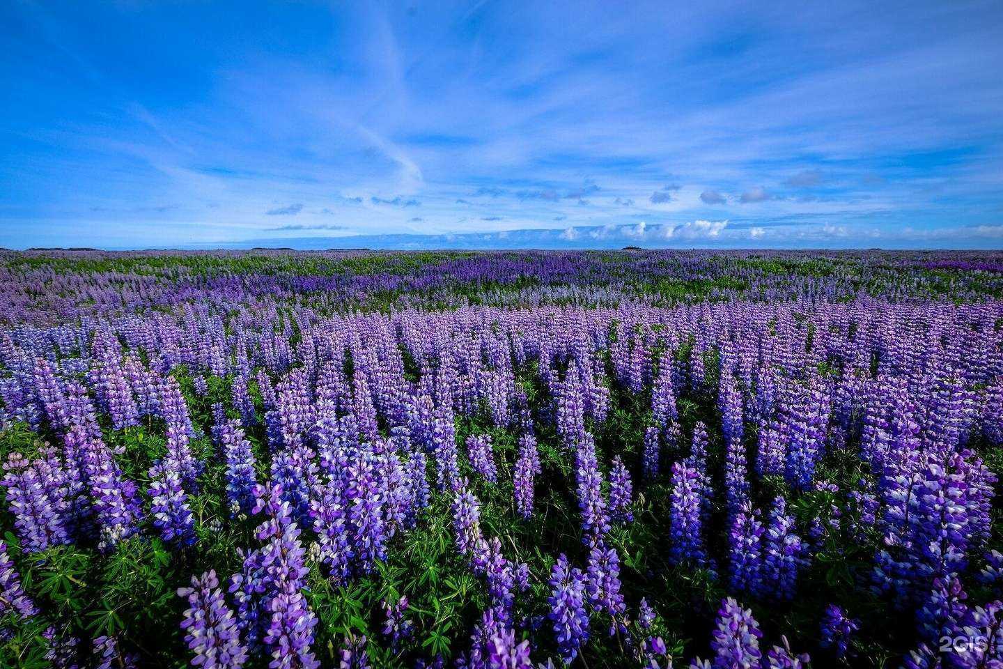 Отзывы на компанию Садовник в г. Королёв c фото