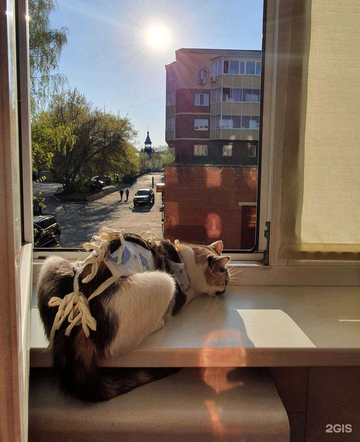 Отзывы на компанию Ветеринар 54 в г. Новосибирск c фото