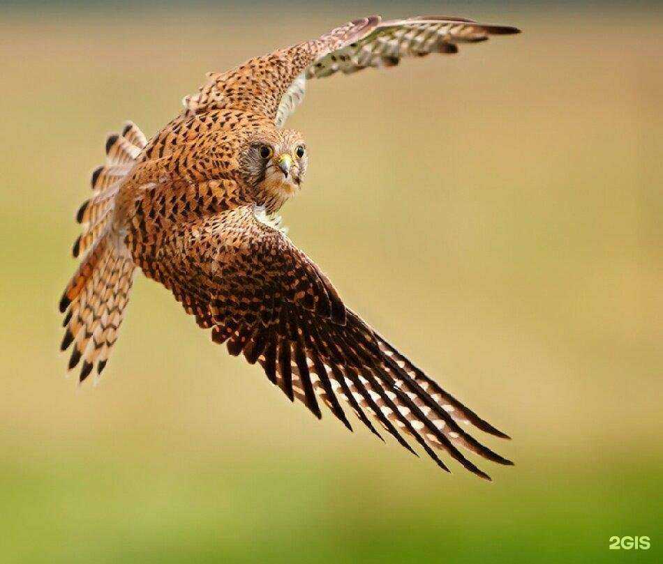 Отзывы на компанию Финист в Красноярске c фото