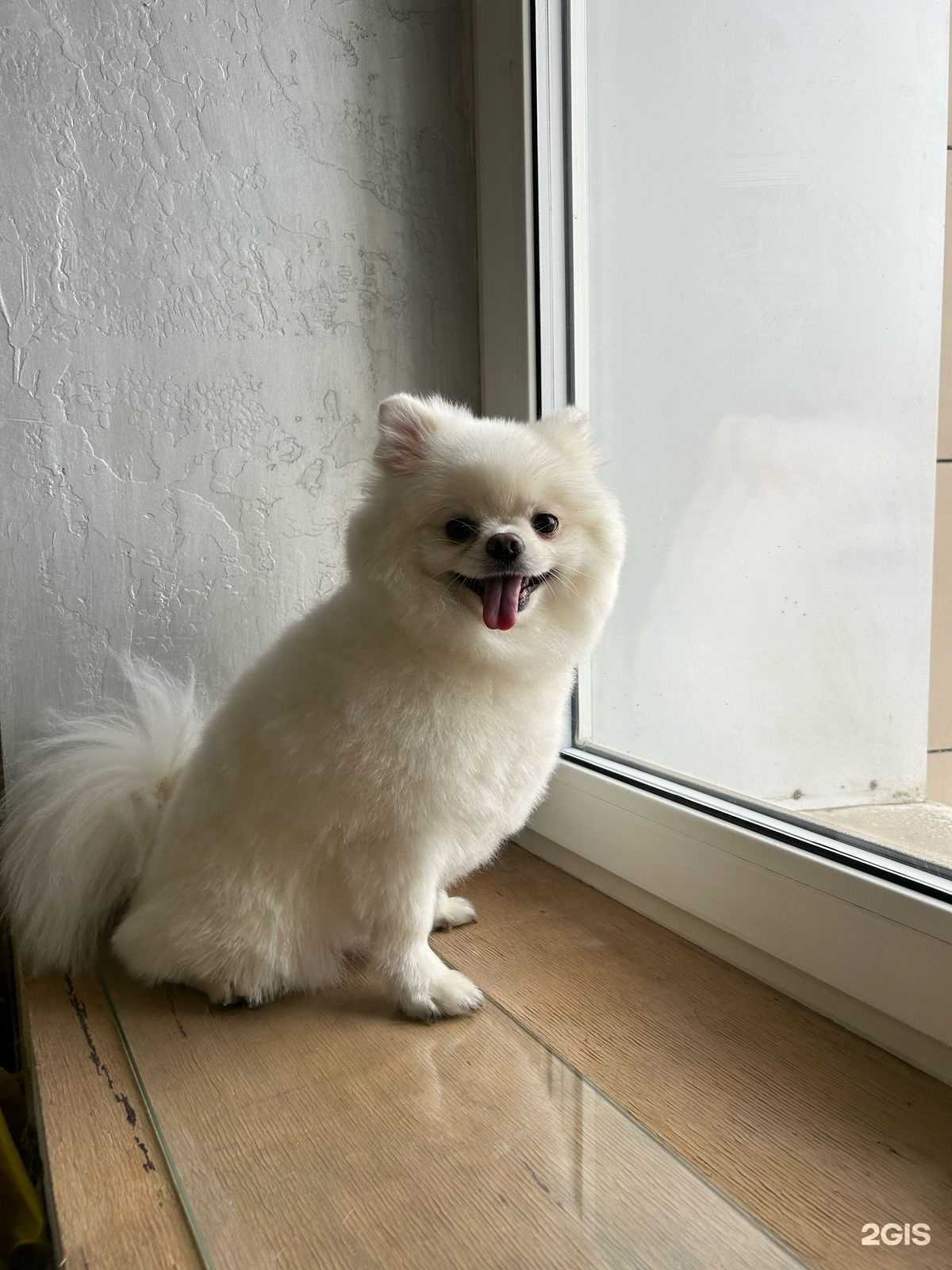 Отзывы на компанию Petsy в г. Красноярск c фото