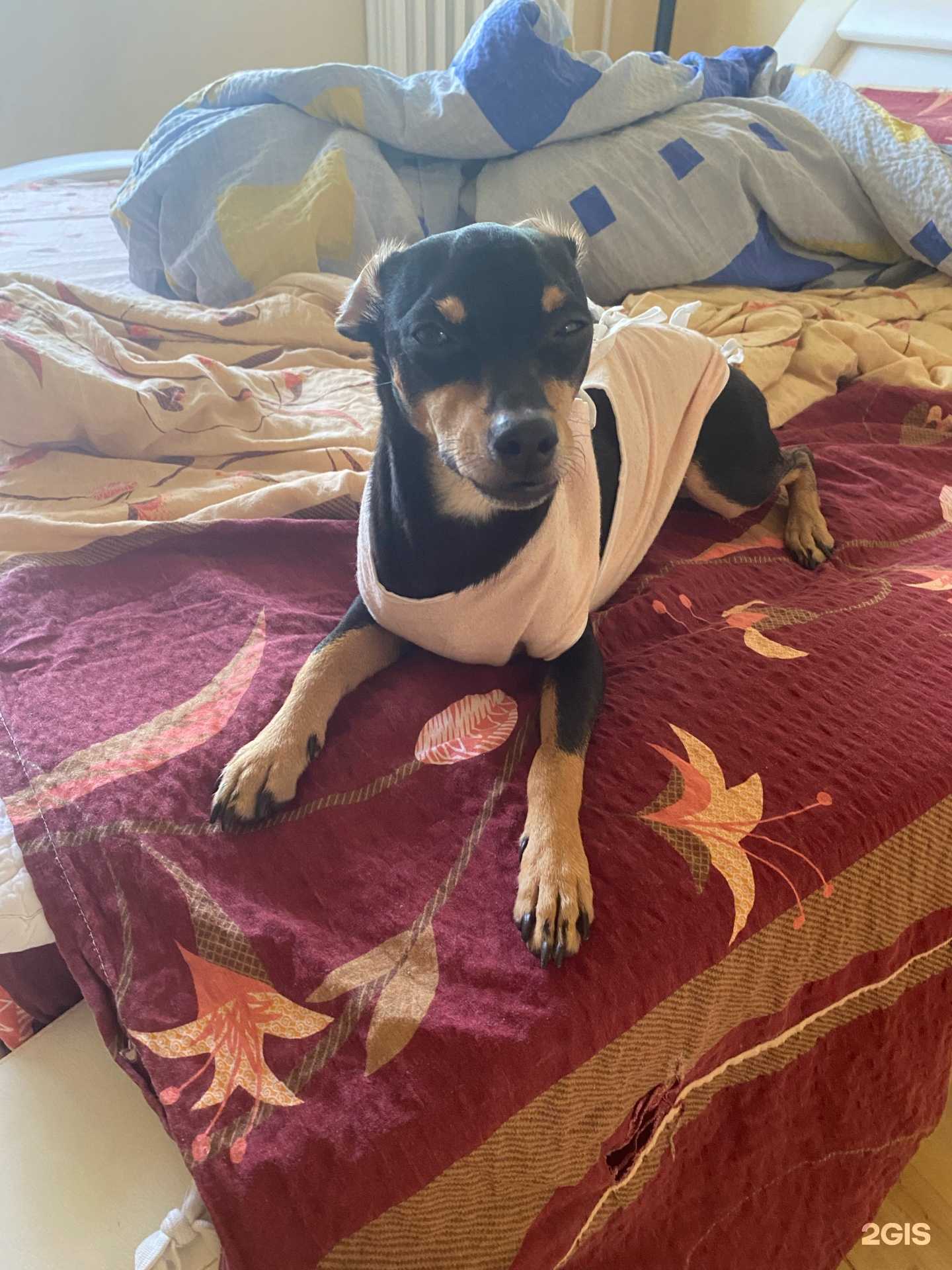 Отзывы на компанию Ветдоктор в г. Калининград c фото