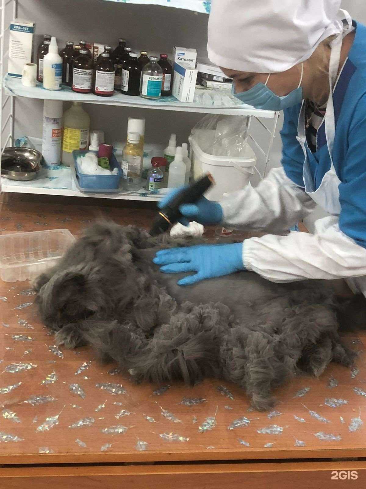 Отзывы на компанию Ветеринарный кабинет в Ульяновске c фото