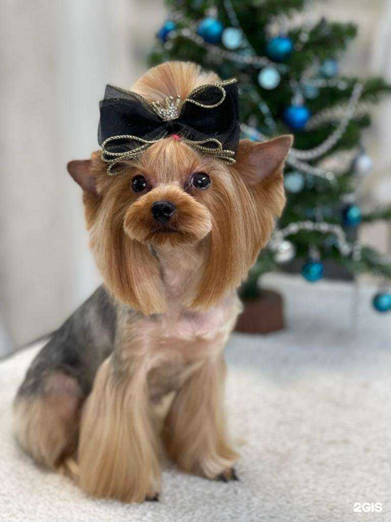 Отзывы на компанию Пёсики-носики в Красноярске c фото