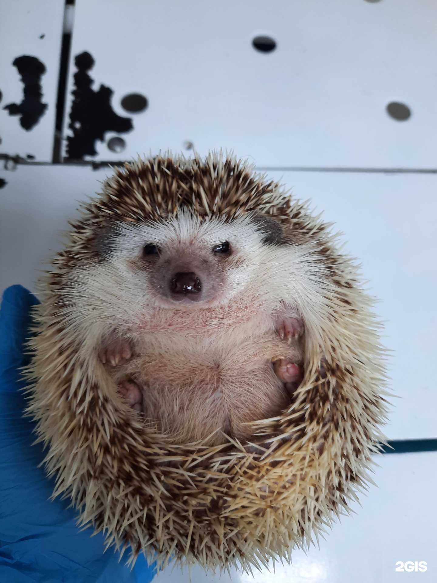 Отзывы на компанию Ветеринарный центр в г. Нижневартовск c фото