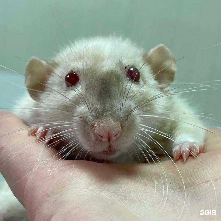 Отзывы на компанию Белый Бим в Лисках c фото