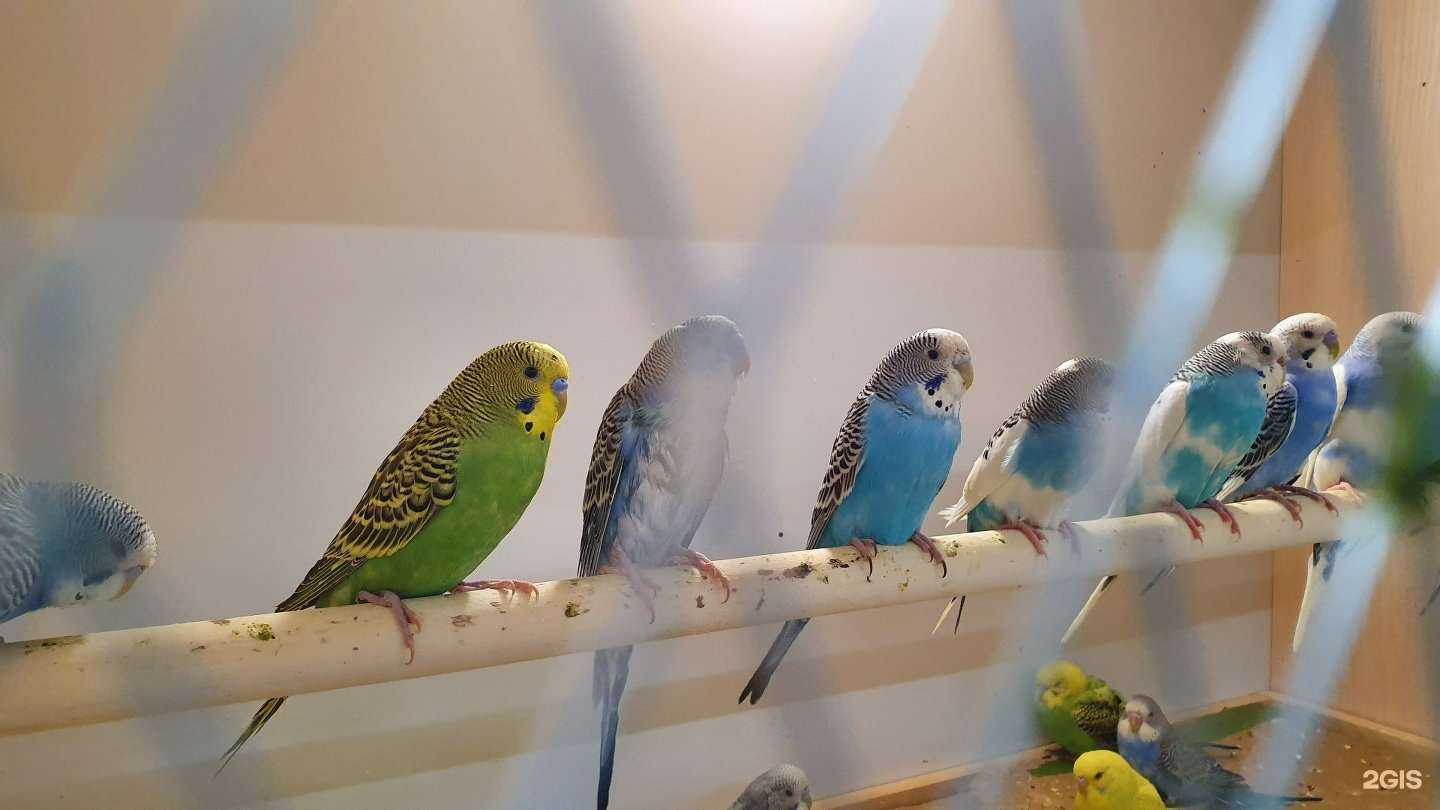 Отзывы на компанию Синодонтис в Иркутске c фото