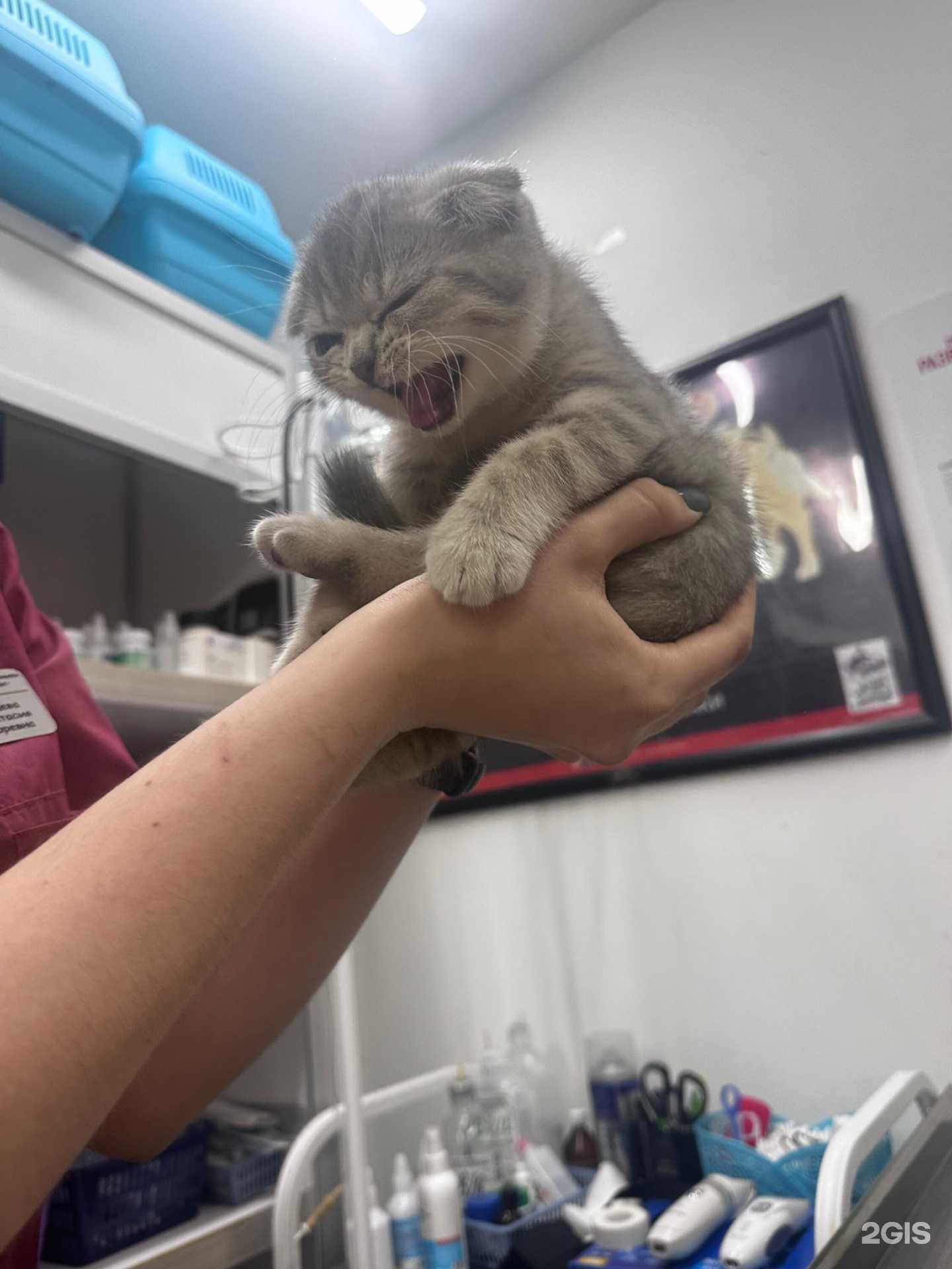 Отзывы на компанию Любимые питомцы в г. Астрахань c фото