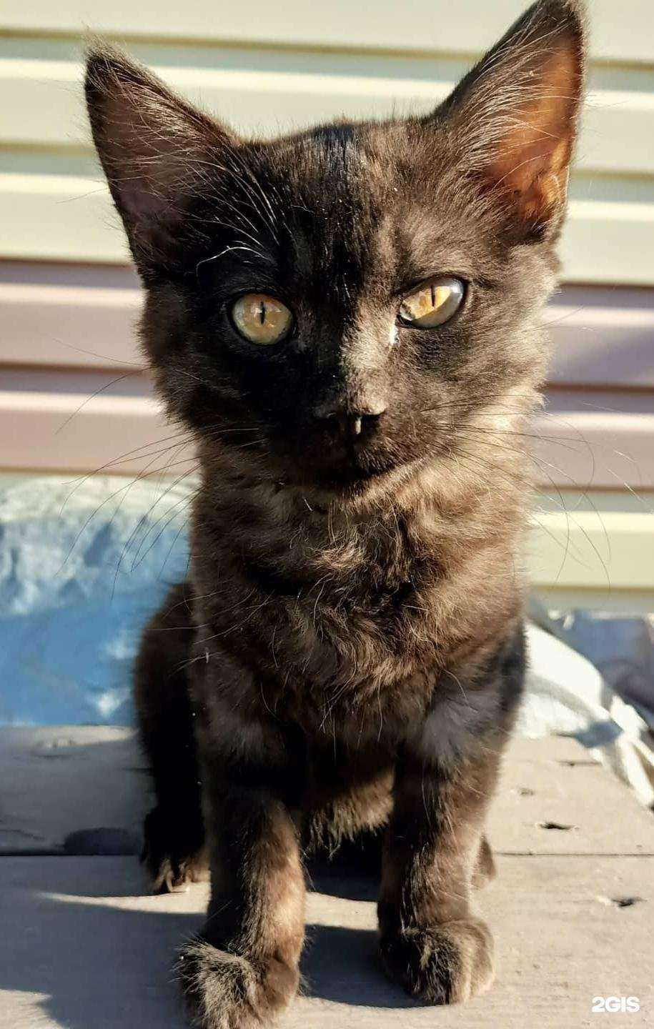 Отзывы на компанию Ветеринарный кабинет в Сухое Логе c фото