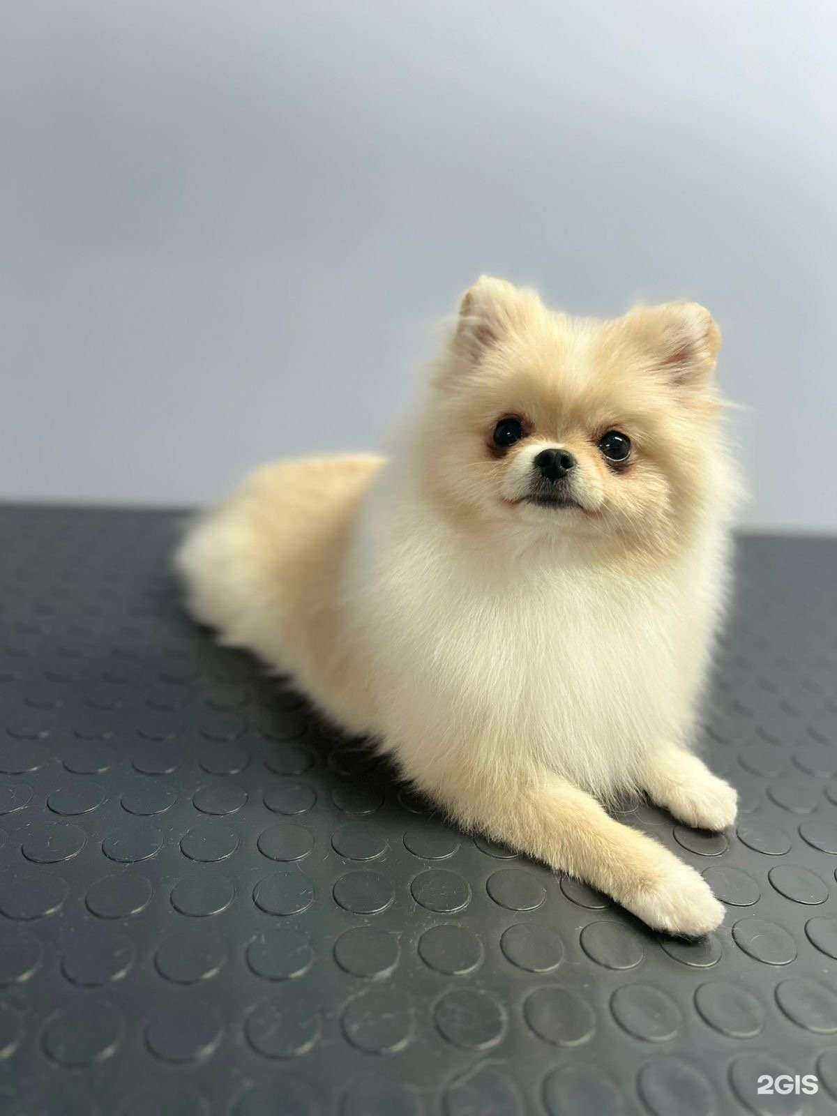 Отзывы на компанию ЗооСтиль в Салавате c фото