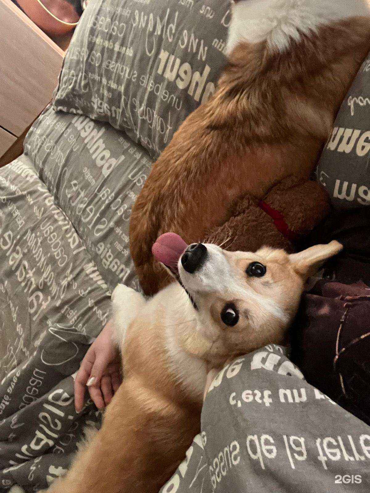 Отзывы на компанию Прогулка дога  в Краснодаре c фото