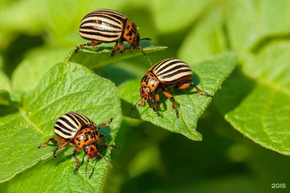 Отзывы на компанию Expert Garden в г. Воронеж c фото