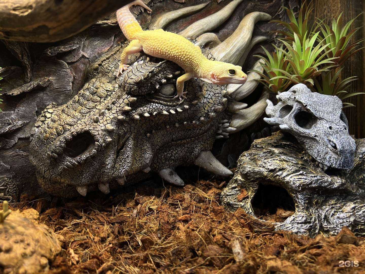 Отзывы на компанию Питон в г. Калининград c фото