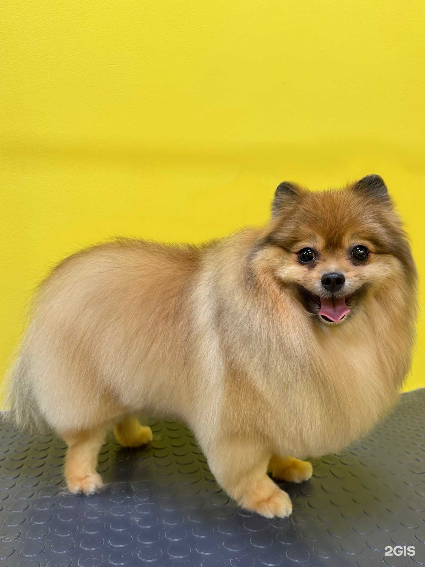 Отзывы на компанию Шарик в Саранске c фото