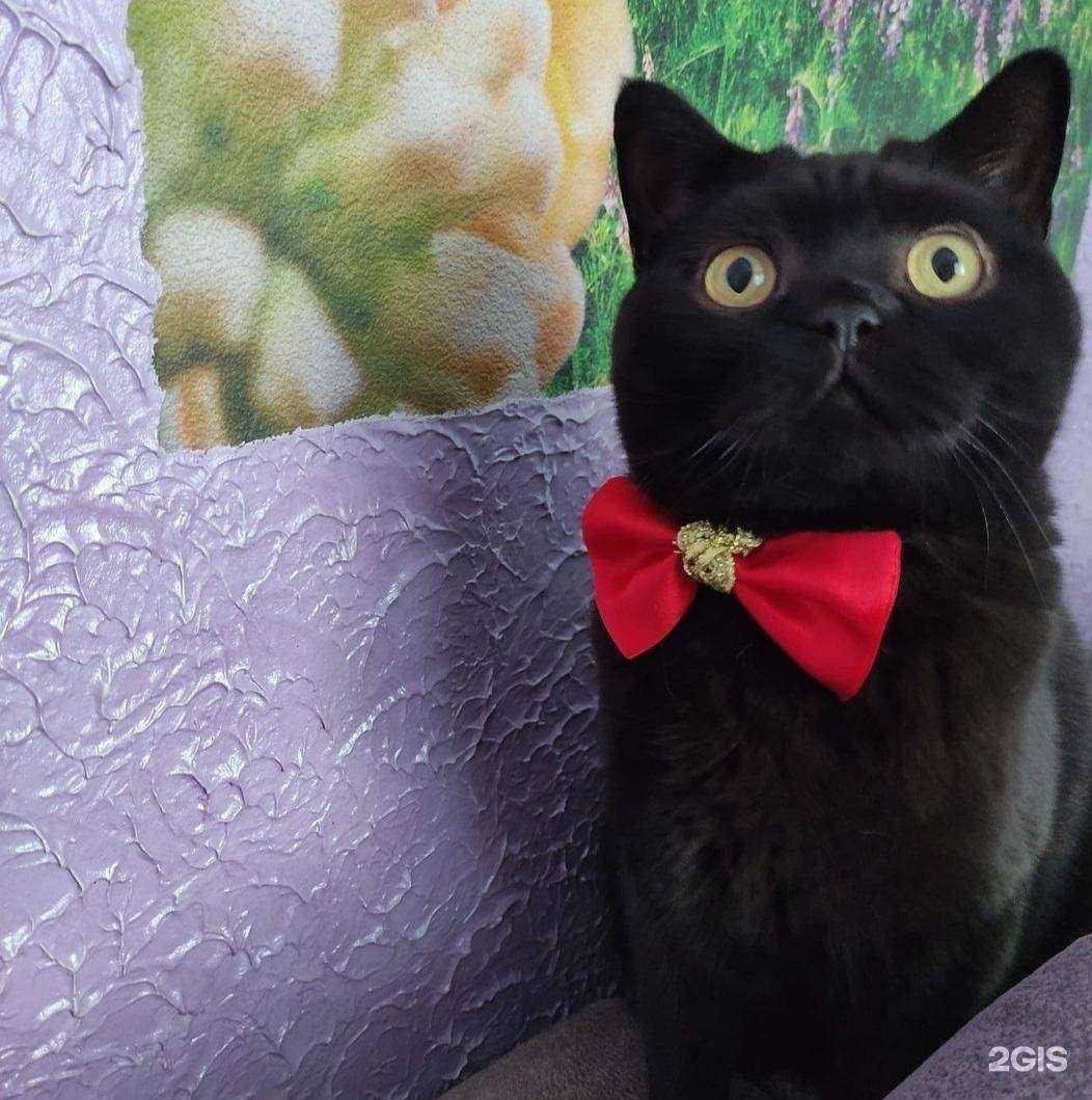 Отзывы на компанию Декор в интерьере в г. Кемерово c фото