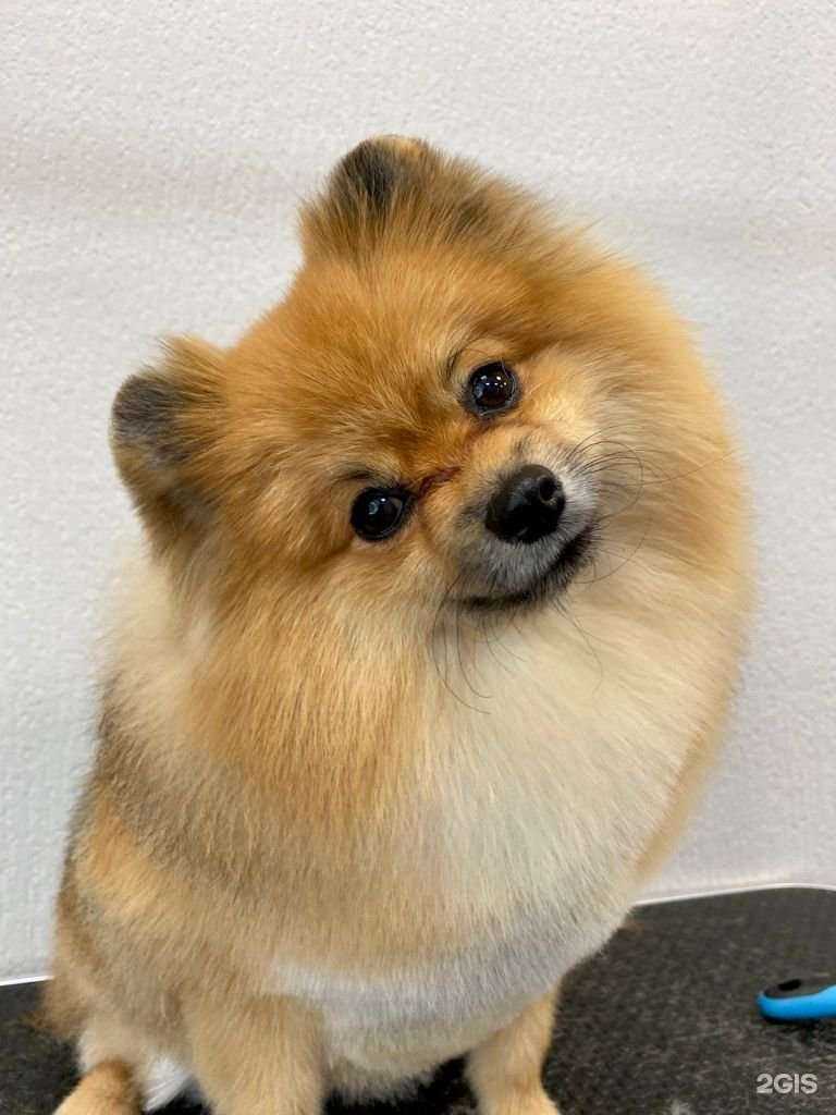 Отзывы на компанию Студия груминга Натали Найко в г. Хабаровск c фото