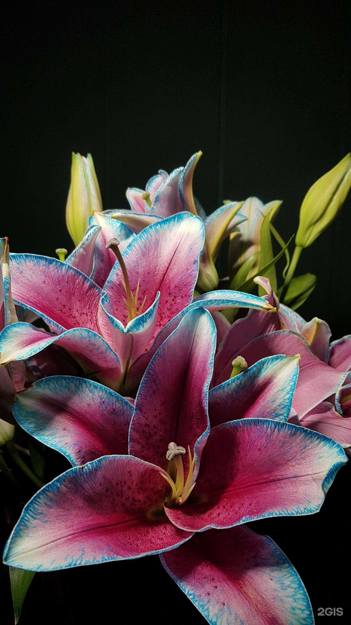 Отзывы на компанию Academy of flowers в г. Новосибирск c фото