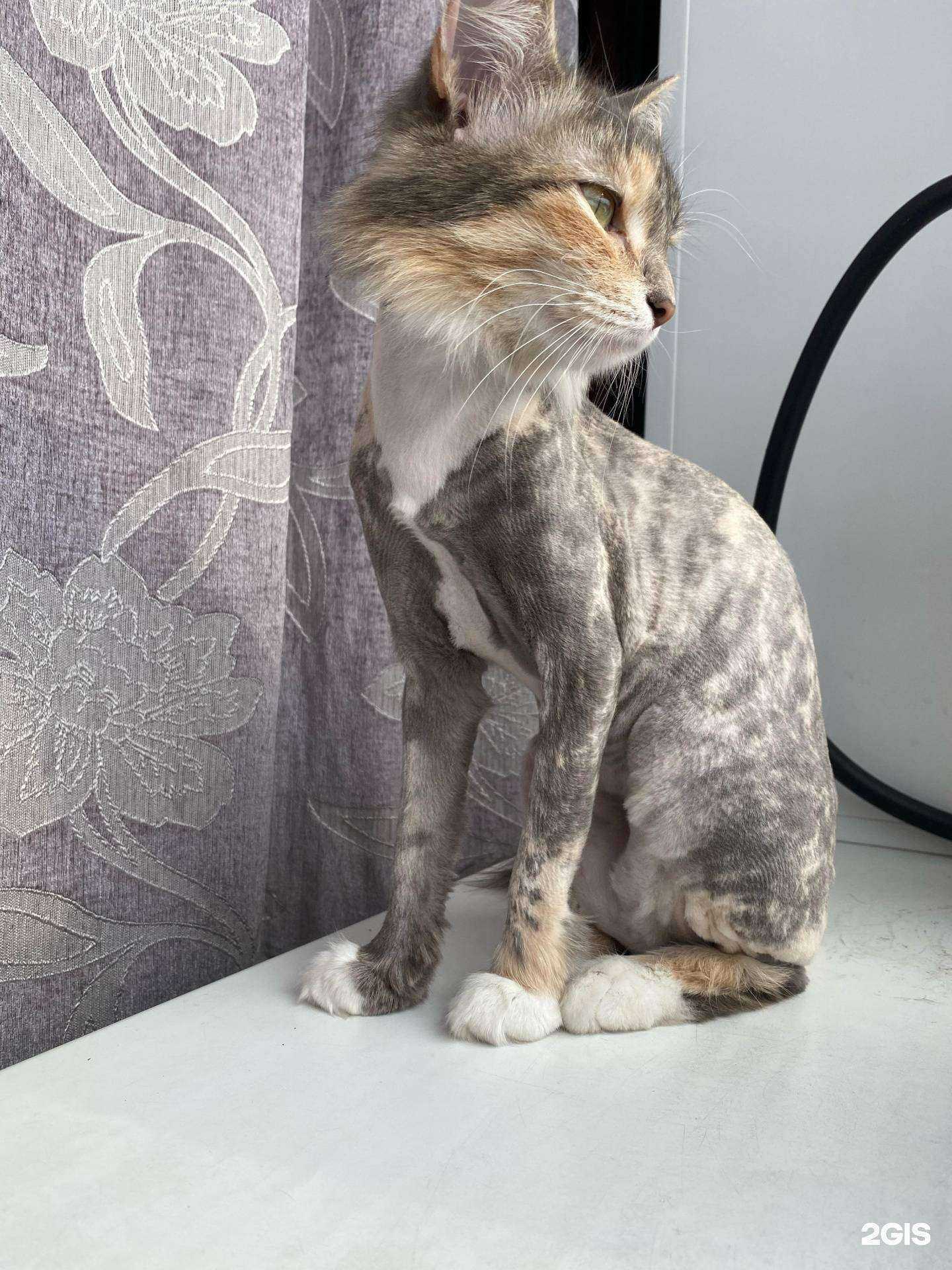 Отзывы на компанию По имени Гав в г. Бийск c фото