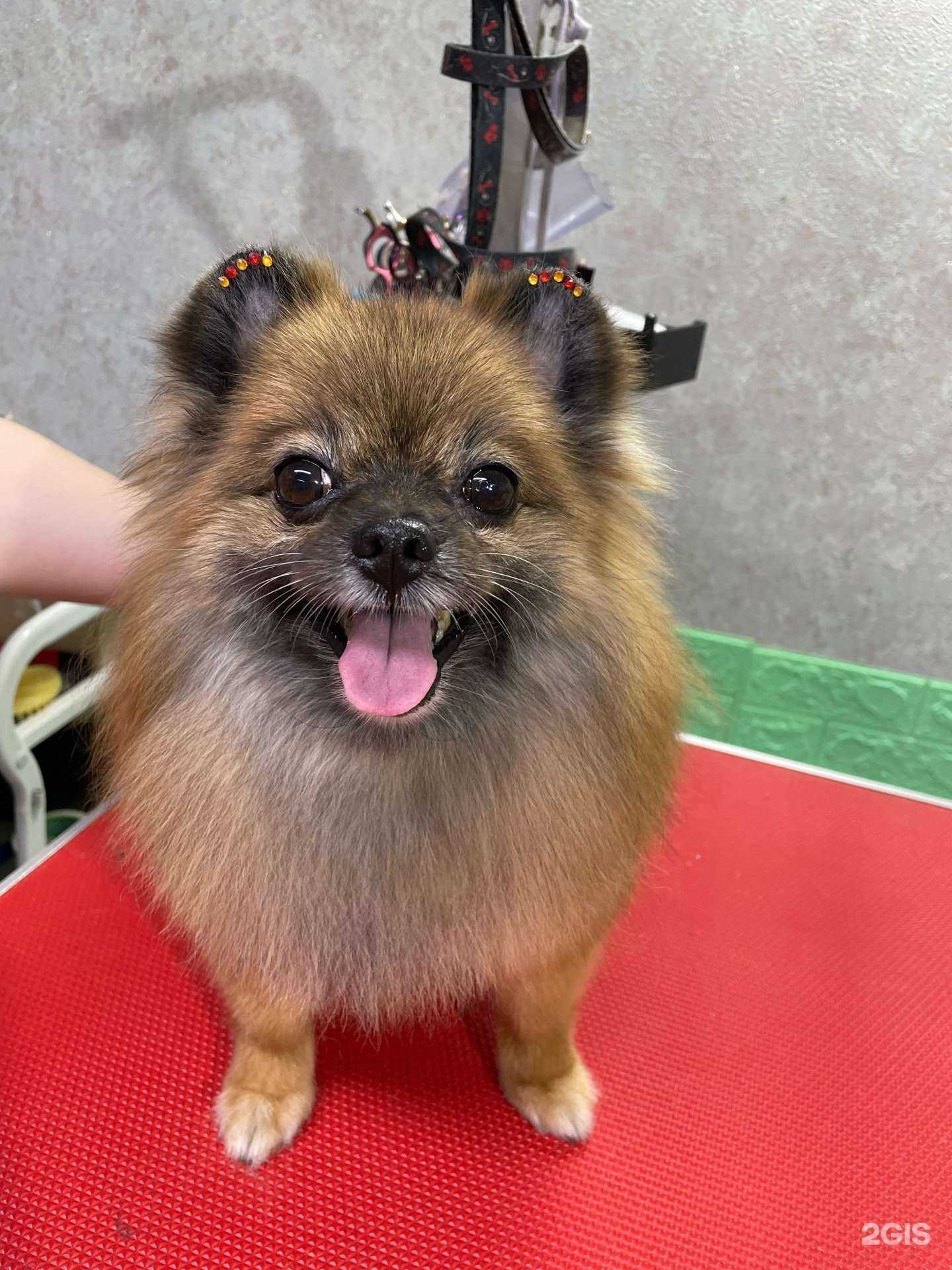 Отзывы на компанию N.K.groom зоомагия в Мегионе c фото