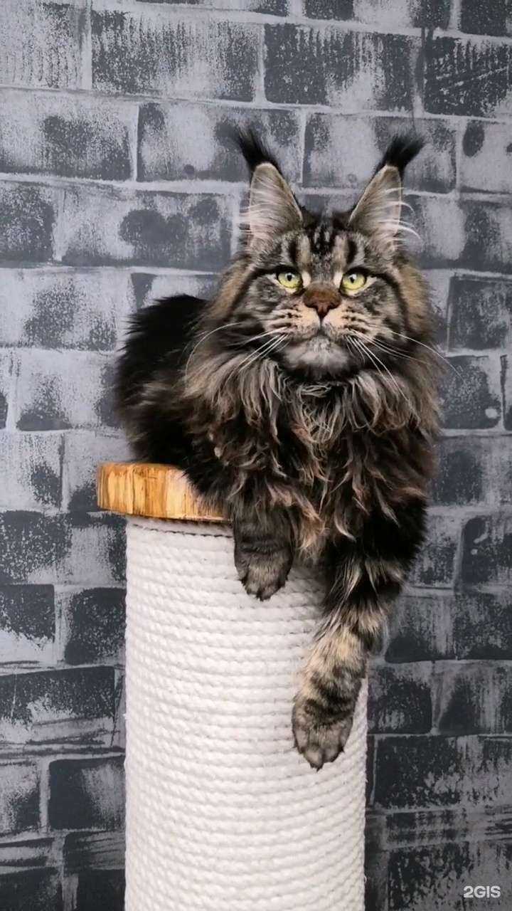 Отзывы на компанию Белый попугай в г. Курск c фото