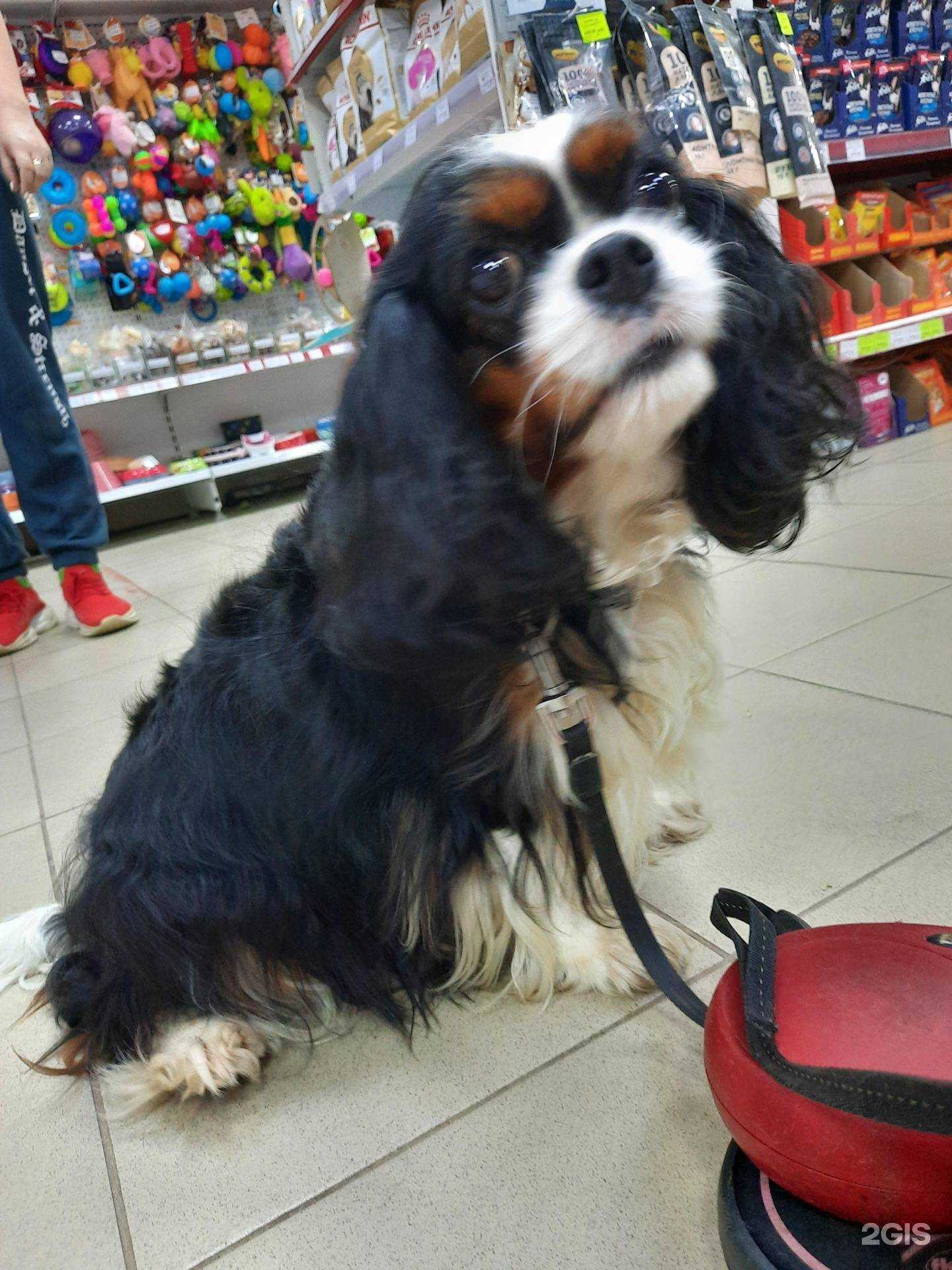 Отзывы на компанию Зообум в г. Кострома c фото