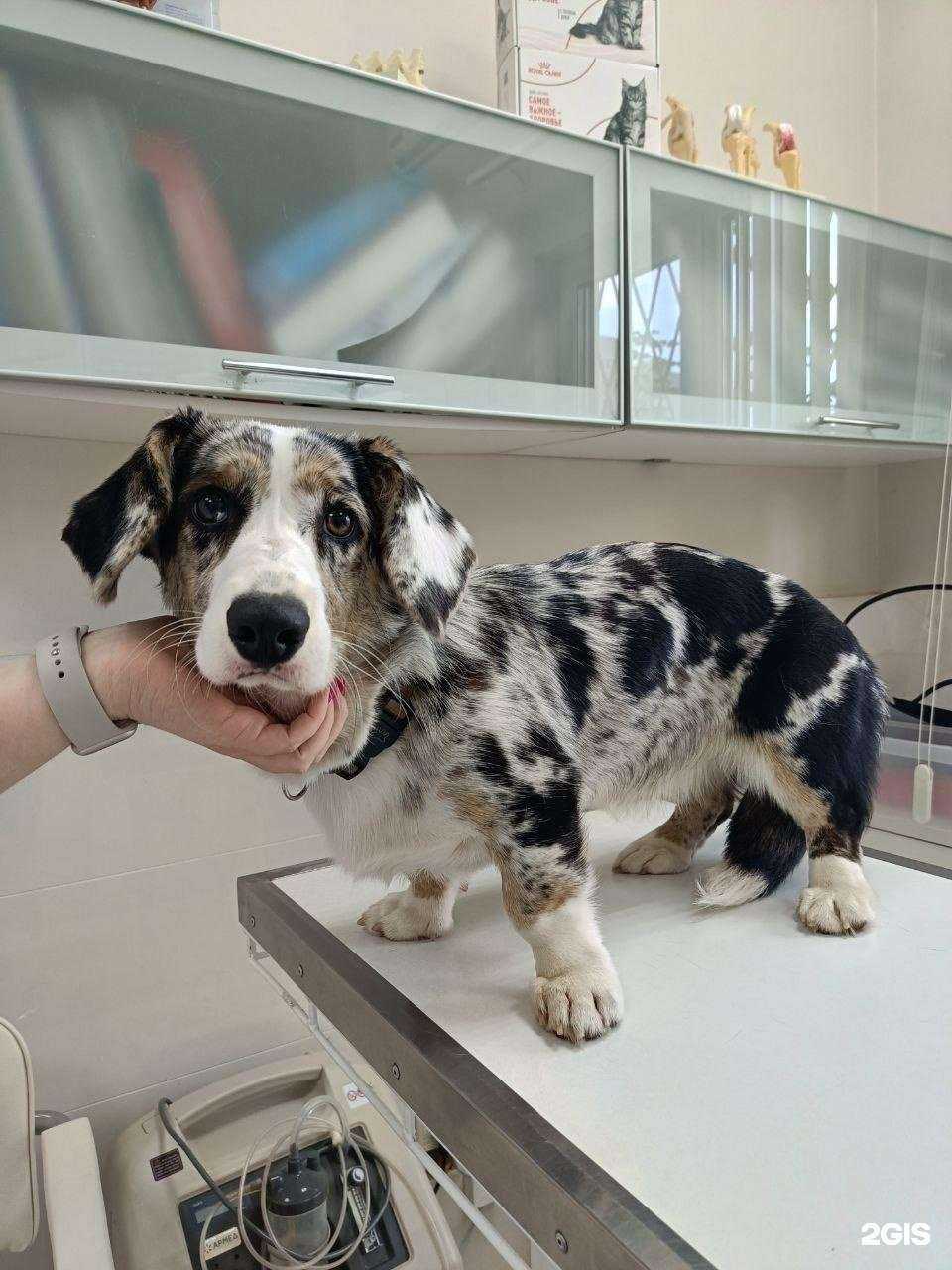 Отзывы на компанию Клиника ветеринарной медицины доктора Птицына в г. Казань c фото