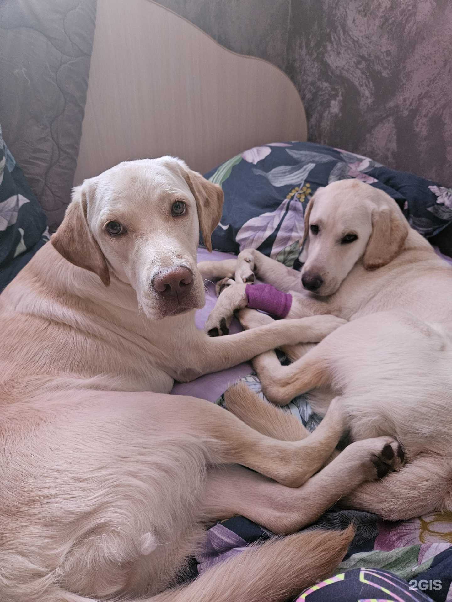 Отзывы на компанию Комсомольская городская станция по борьбе с болезнями животных в Комсомольске-на-Амуре c фото