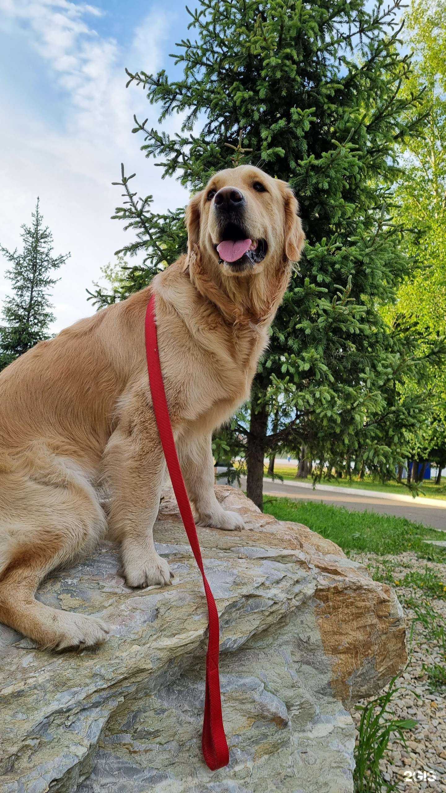 Отзывы на компанию Белый пудель в Красноярске c фото