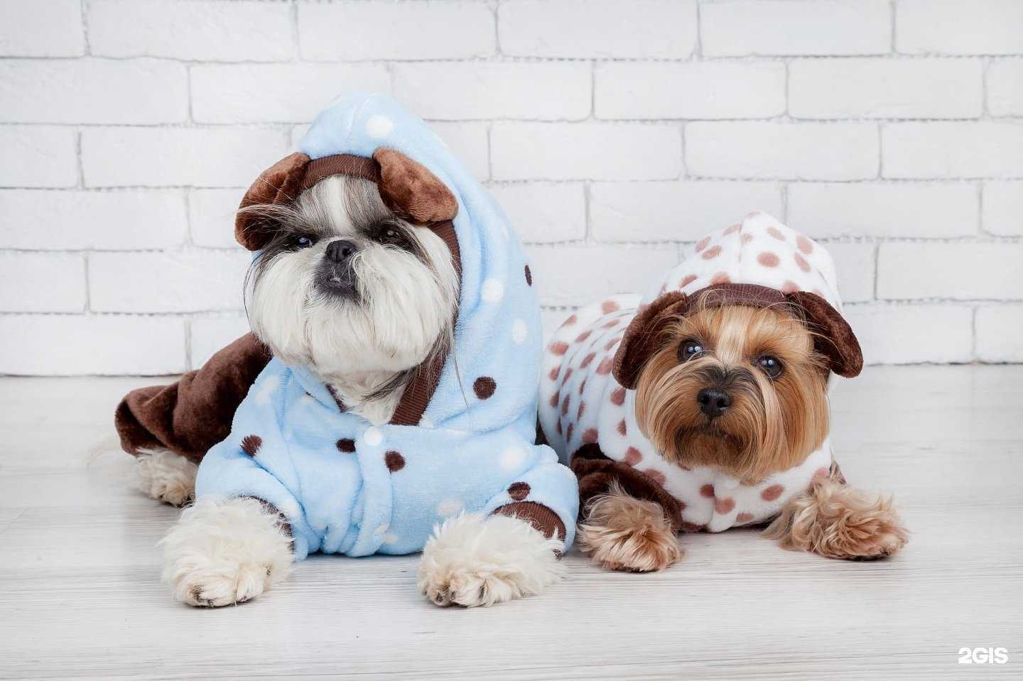 Отзывы на компанию ДогЛенд в г. Томск c фото