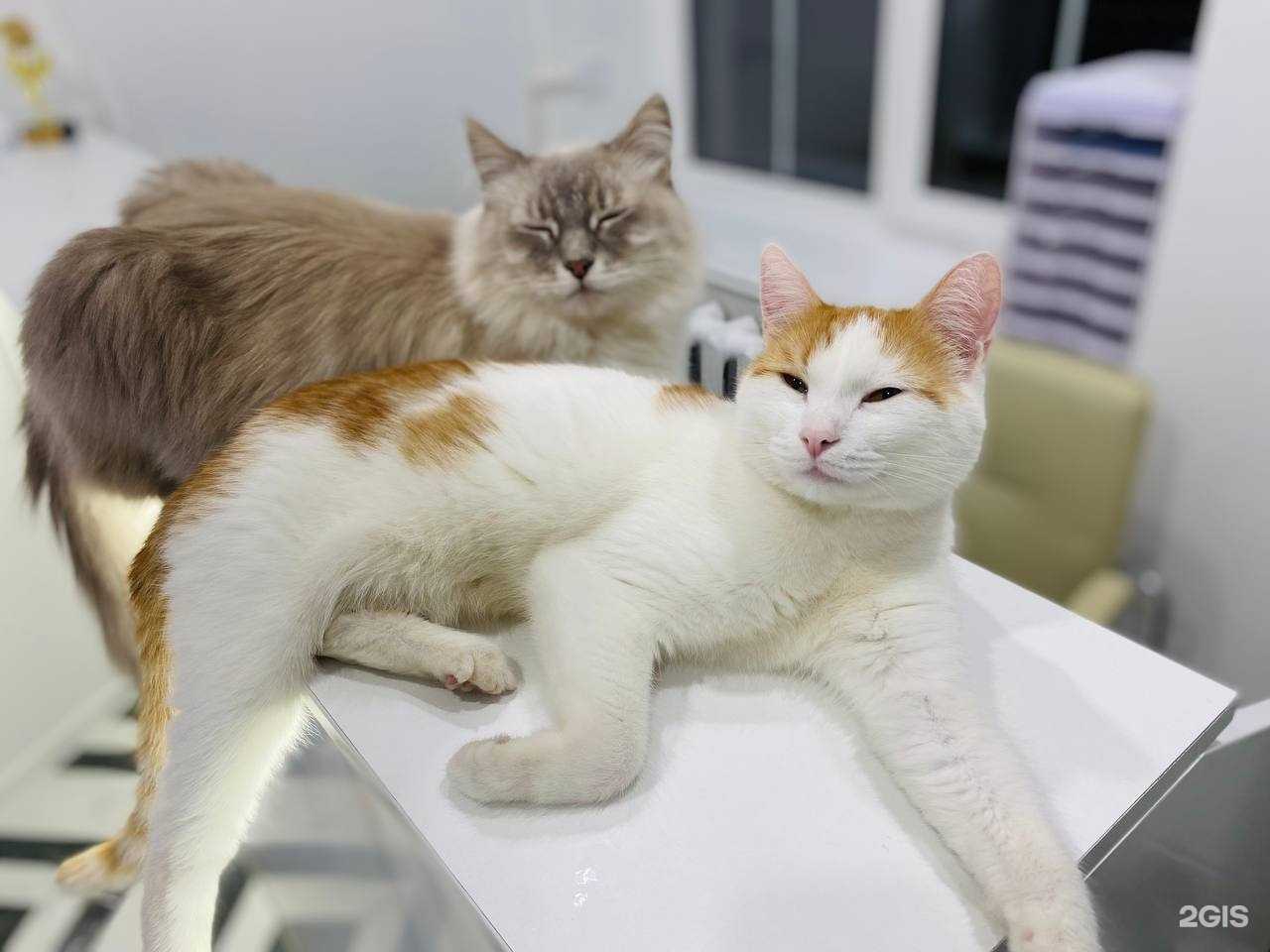 Отзывы на компанию Kis Vet в Дмитрове c фото