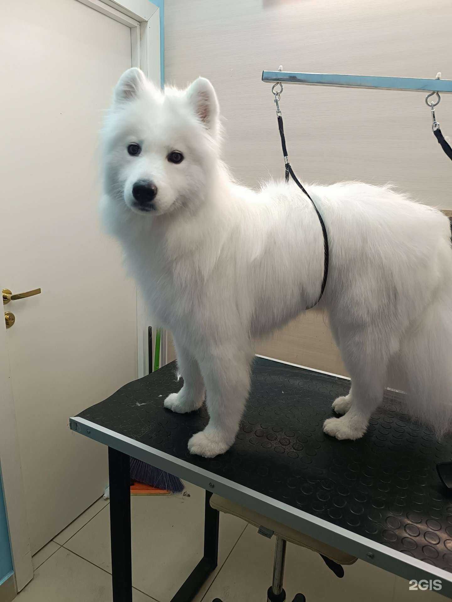 Отзывы на компанию Зоолэнд в Самаре c фото