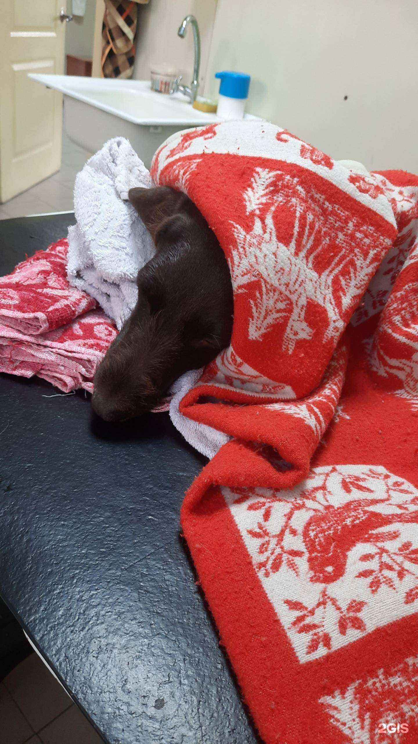 Отзывы на компанию Любимчик в г. Уссурийск c фото