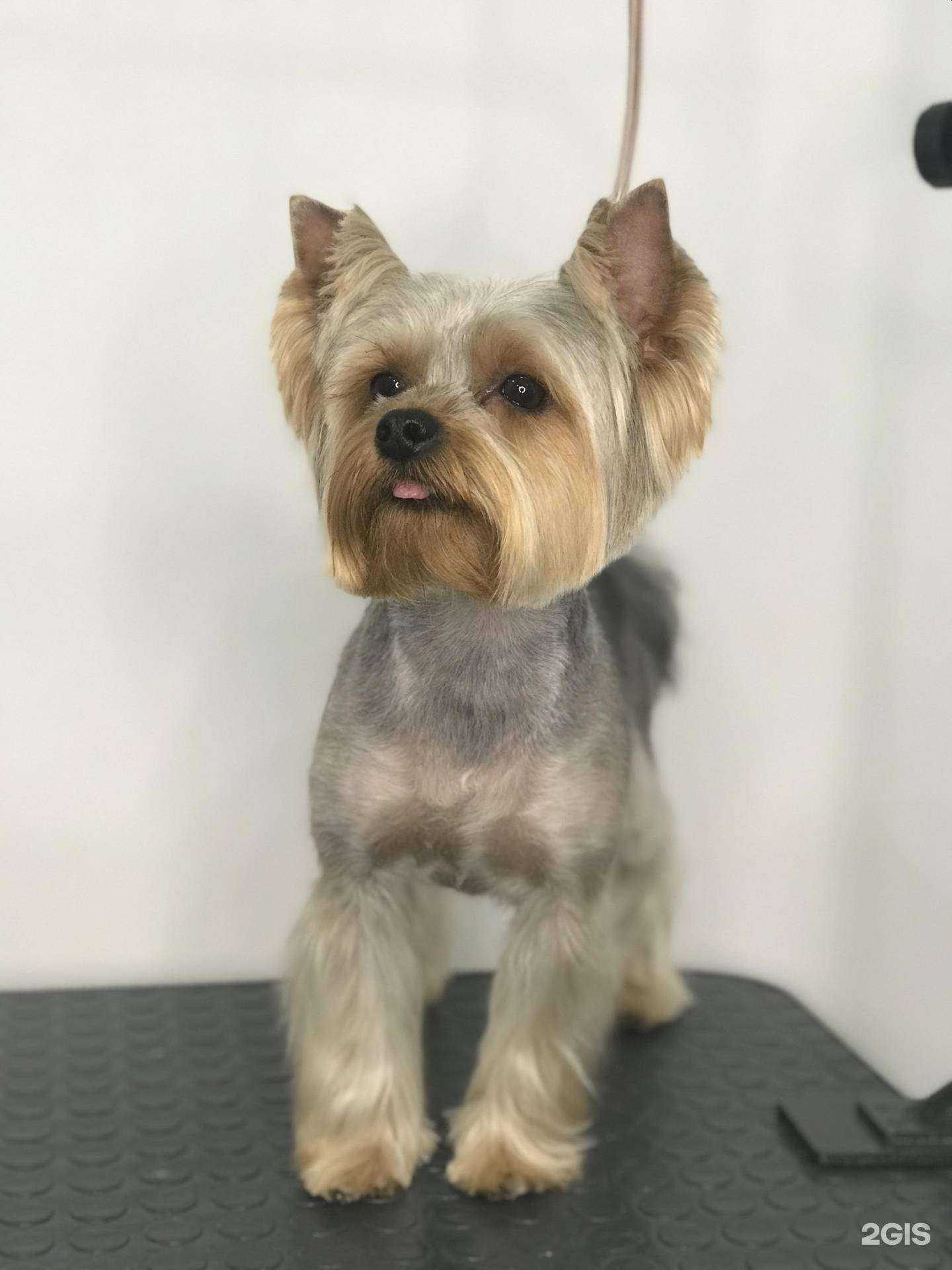 Отзывы на компанию Модель Дог в Ростове-на-Дону c фото