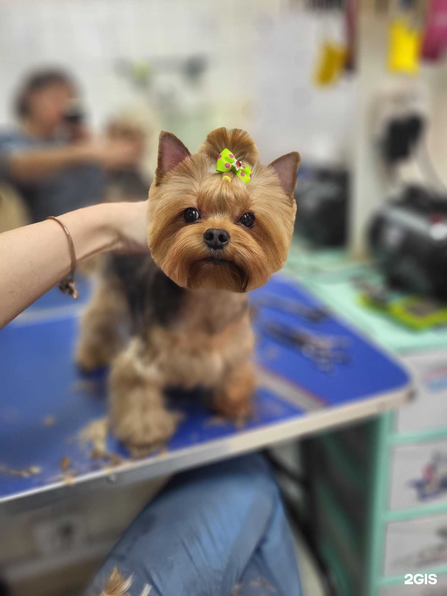 Отзывы на компанию Groomerpet в Электростали c фото