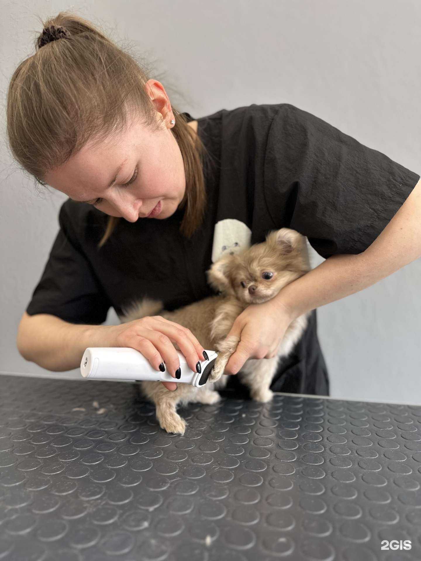 Отзывы на компанию Фабрика груминга в Краснодаре c фото