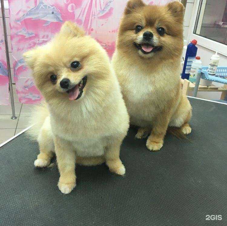 Отзывы на компанию Elegant Tail в Твери c фото